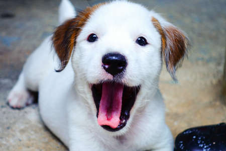 Cute  puppy,  Jack Russell Terrier puppyの写真素材