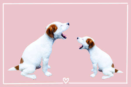 Cute  puppy,  Jack Russell Terrier puppy
