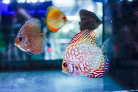 colorful fish underwaterの写真素材