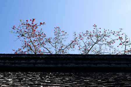 Old roof, backgrounds and textureの写真素材