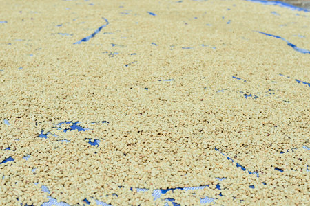 Parchment Coffee Beans are Being Dried in the Sun, Wet Process Coffee.