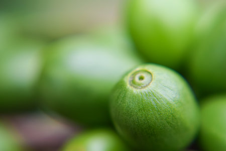 Close Up coffee cherries ripening on the coffee tree branch, red ripe berries plant fresh on coffee...