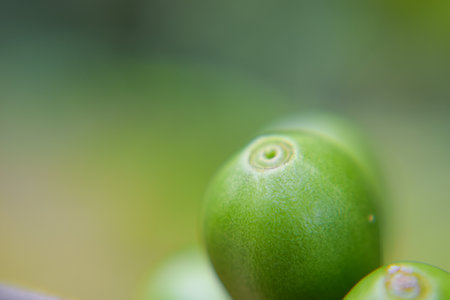 Close Up coffee cherries ripening on the coffee tree branch, red ripe berries plant fresh on coffee...