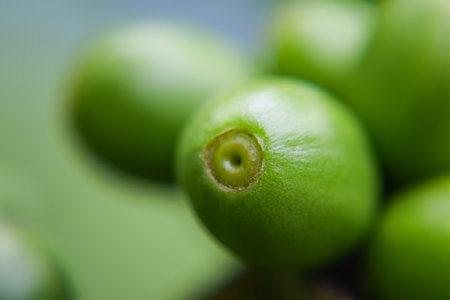 Close Up coffee cherries ripening on the coffee tree branch, red coffee bean ripe berries plant fresh on coffee tree.の写真素材
