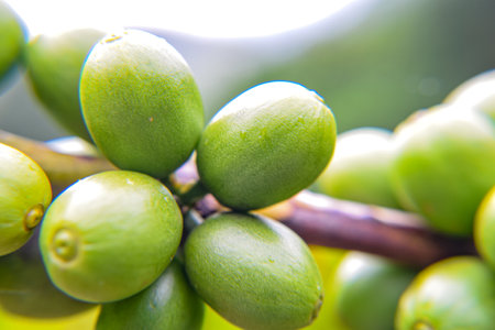 Close Up coffee cherries ripening on the coffee tree branch, red coffee bean ripe berries plant...