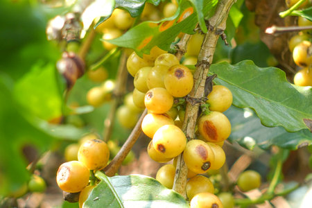 yellow coffee bean ripe berries plant fresh on coffee treeの写真素材