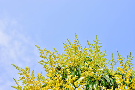 Mango bouquet or mangoes flower is blooming full on the mango treesの写真素材