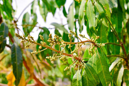 Mango bouquet or mangoes flower is blooming full on the mango treesの写真素材