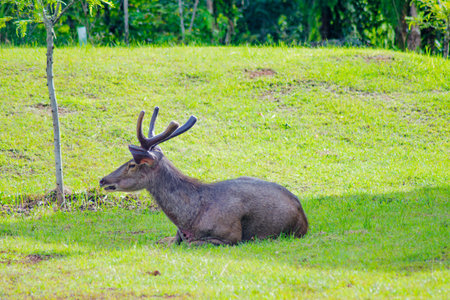Resting Sambar Deer (Rusa unicolor) in Khao Yai National Park, Thailandの写真素材