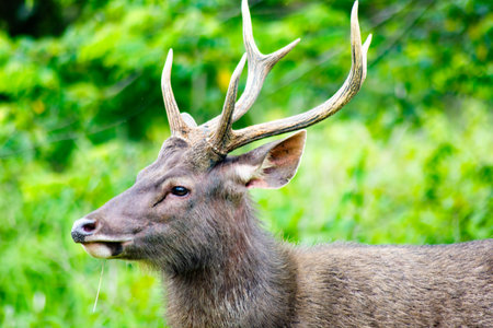 Majestic Sambar Deer, Rusa unicolor in Khao Yai National Park, Thailand.の写真素材