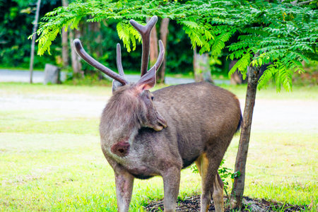 A Sambar Deer (Rusa unicolor) feeding in a lush green environment at Khao Yai National Park, Thailand.の写真素材