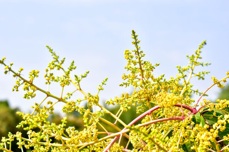 Mango bouquet or mangoes flower is blooming full on the mango trees