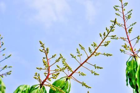 Mango bouquet or mangoes flower is blooming full on the mango treesの写真素材