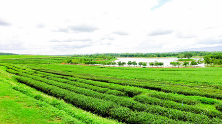 Scenic view of Plantation with Rolling Hills and Green Tea Leaves in Chiang Rai, Thailand.の写真素材
