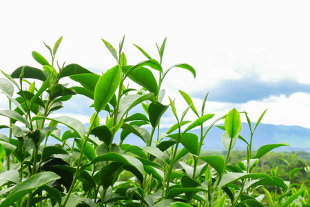 Fresh Green Tea Leaves in a Plantation with Bright Sky Backgroundの写真素材