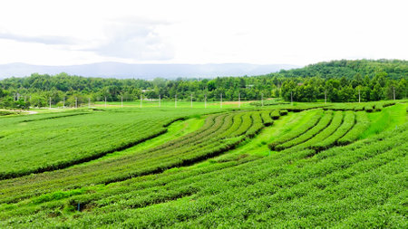 Scenic view of Plantation with Rolling Hills and Green Tea Leaves in Chiang Rai, Thailand.の写真素材