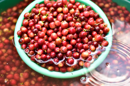 Freshly harvested coffee cherries are thoroughly washed in water as part of the coffee processing.の写真素材