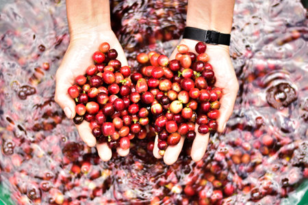 Freshly harvested coffee cherries are thoroughly washed in water as part of the coffee processing.