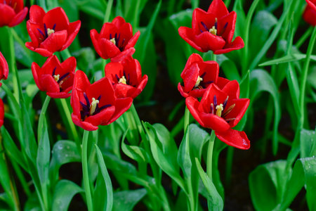 Vibrant spring garden with Red tulip blooming in a garden
