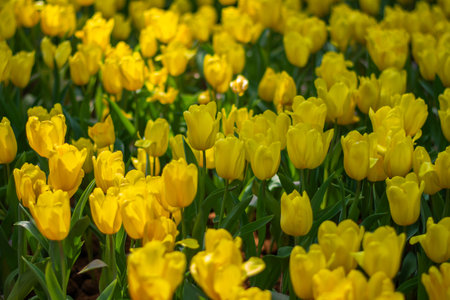 Yellow Tulip Blooming in Spring Gardenの写真素材