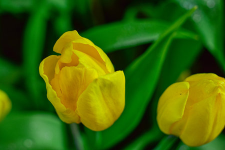 Yellow Tulip Blooming in Spring Gardenの写真素材