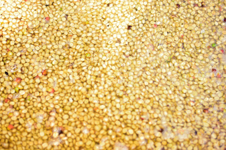 Coffee Beans with Parchment Skin in Wet Processingの写真素材