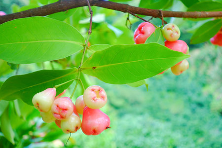 Fresh Water Apples Hanging on Tree in Tropical Garden, Fresh Rose Apples.