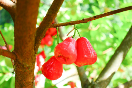 Fresh Water Apples Hanging on Tree in Tropical Garden, Fresh Rose Apples.の写真素材