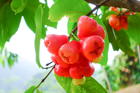 Fresh Water Apples Hanging on Tree in Tropical Garden, Fresh Rose Apples.の写真素材