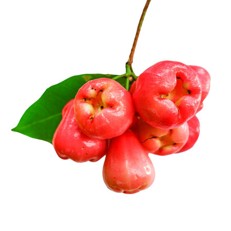 rose apple fruit isolated on white background.