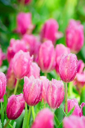 Beautiful Botanical Garden with Blooming Pink Tulip Flowers in Springtimeの写真素材