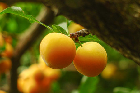 Fresh yellow plums on a branch with a greenery background, a summer fruit harvest in the orchard.の写真素材