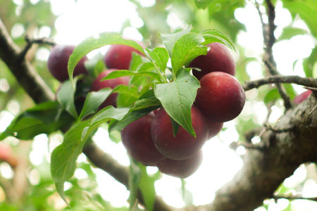 Fresh purple plums on a branch with a greenery background, a summer fruit harvest in the orchard.の写真素材