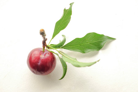 Fresh Juicy Plum with Green Leaves on White Backgroundの写真素材