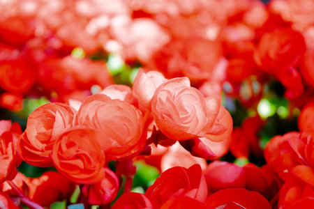 Close-up of Red Elatior Begonias in Full Bloomの写真素材