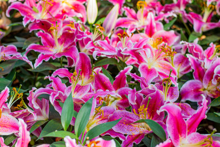 Pink Lily Bloom with Vibrant Lilies in Full Bloom.の写真素材