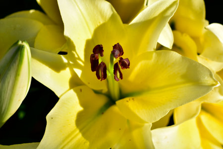 Yellow Lily Bloom with Vibrant Lilies in Full Bloom.