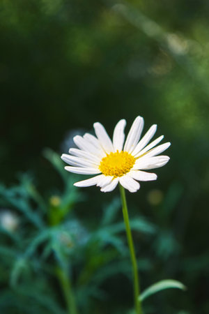 White Daisies Blooming in the Gardenの写真素材