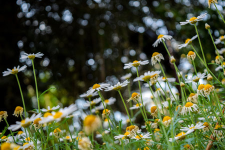 White Daisies Blooming in the Gardenの写真素材