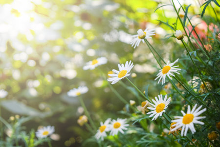 White Daisies Blooming in the Gardenの写真素材