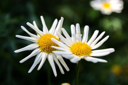 White Daisies Blooming in the Gardenの写真素材