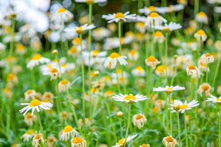 White Daisies Blooming in the Gardenの写真素材