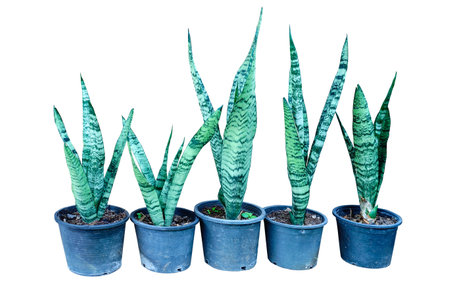 snake plant in pot, home indoor decoration, isolated on white background.の写真素材