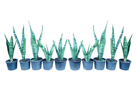 snake plant in pot, home indoor decoration, isolated on white background.の写真素材