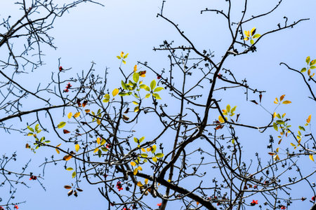 Blooming Tree Branches Against Blue Sky