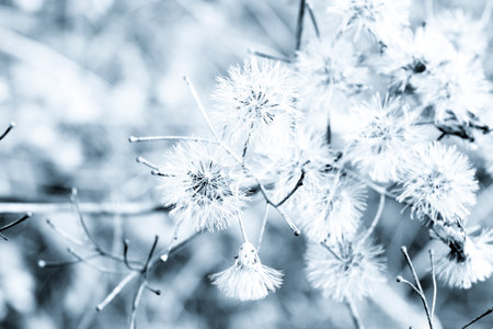 Blur Flowering grass spread in nature for background, vintage filter in black and white.