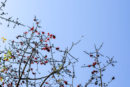 Blooming Tree Branches Against Blue Skyの写真素材