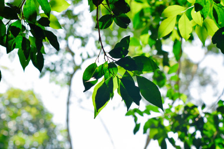 Treetop Canopy with Interlacing Branches and Clear Blue Skyの写真素材