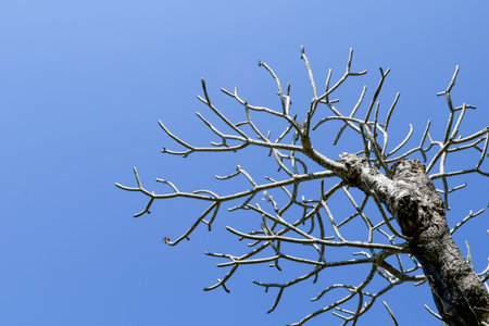 Frangipani (Plumeria) Tree with Blue Sky Background