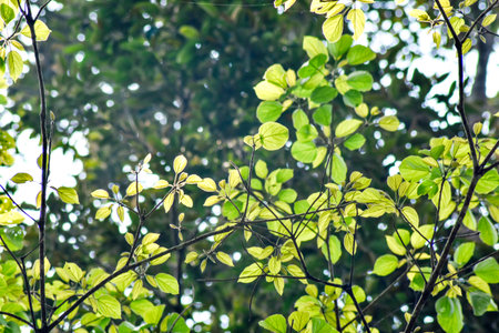 Treetop Canopy with Interlacing Branches and Clear Blue Skyの写真素材